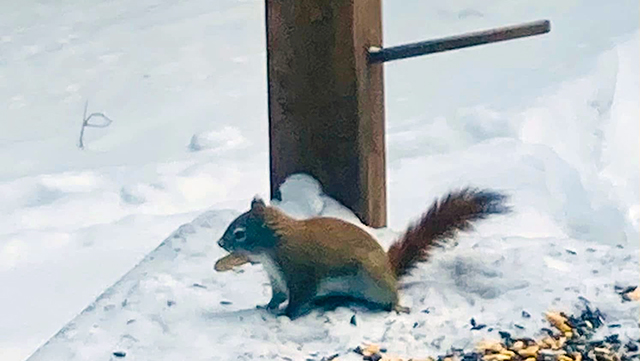 Going on a Critter Hunt